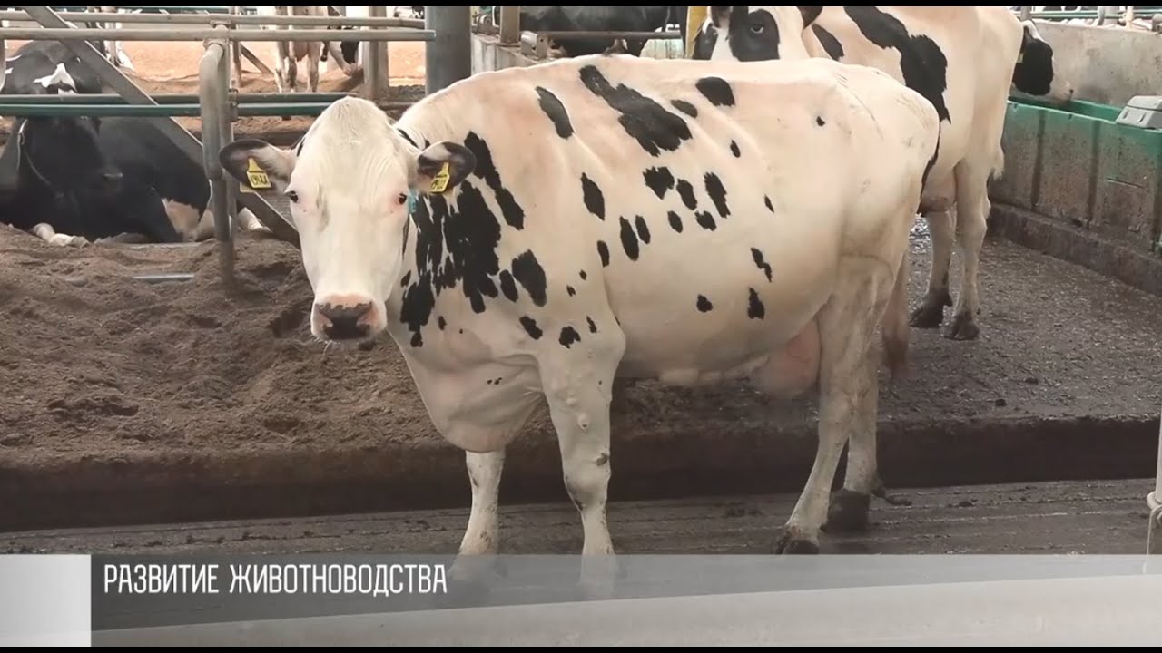 Льготные кредиты для развития животноводства