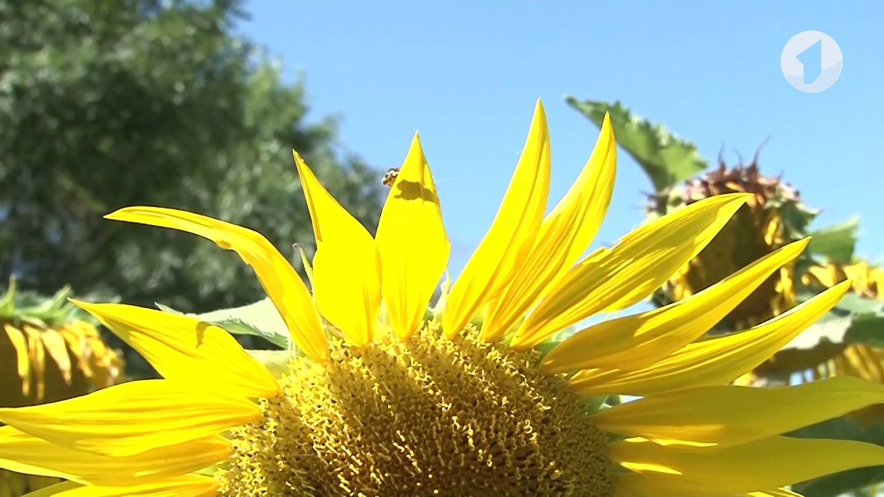 Сельское хозяйство ПМР: от сельского туризма до программы развития