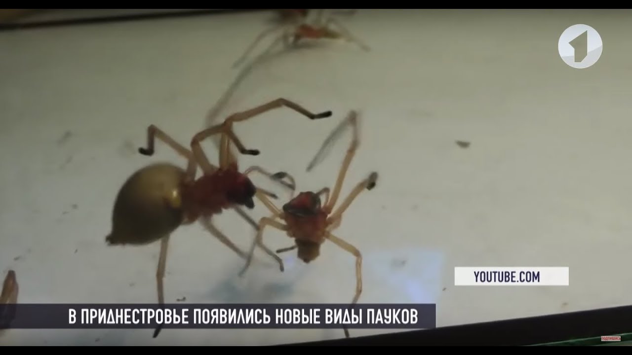 Африканские пауки в Приднестровье?