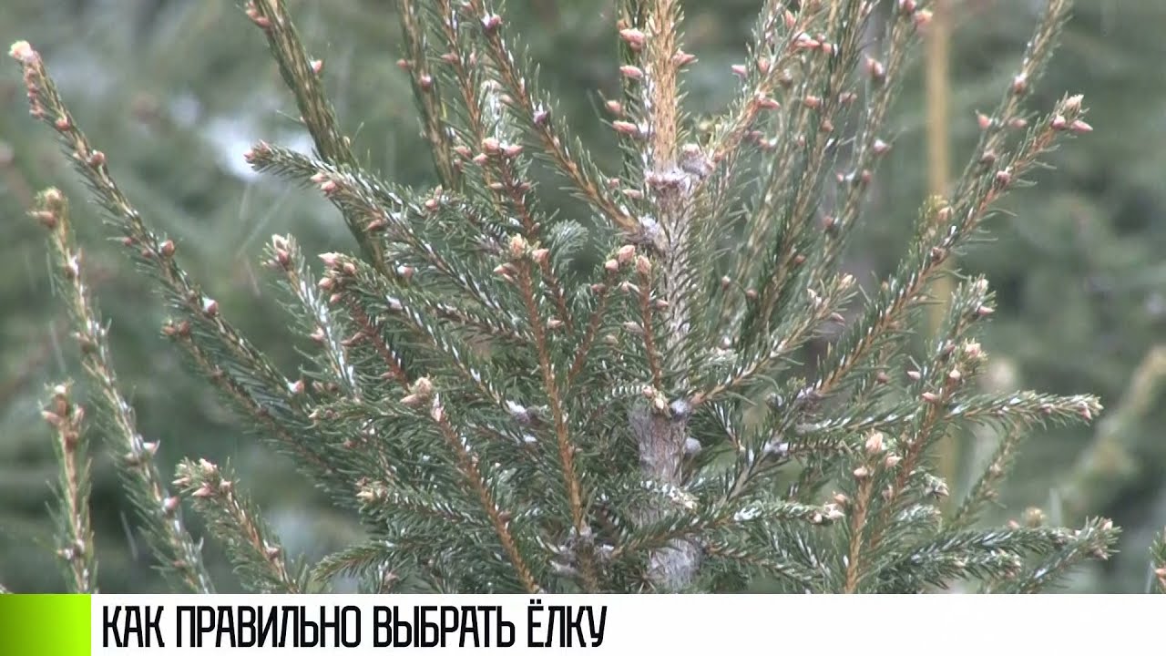 Как выбрать ёлку?