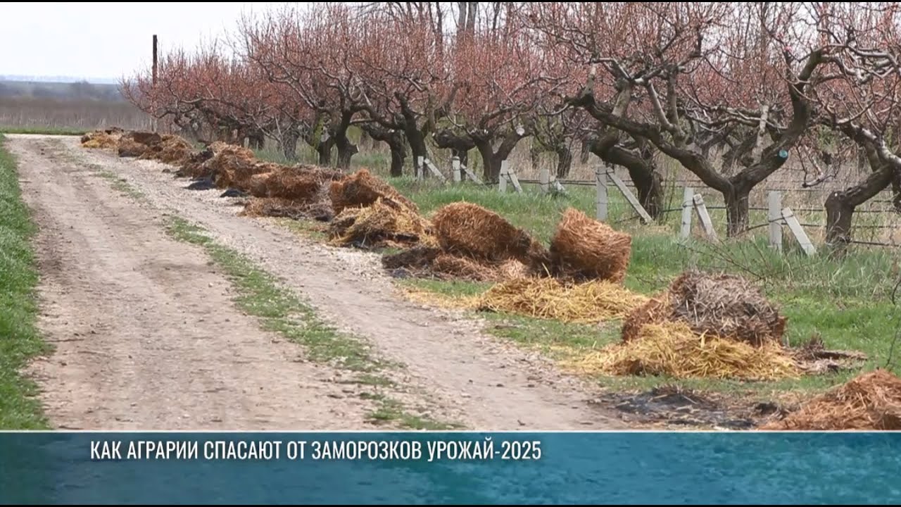 Как аграрии переживают морозы в апреле