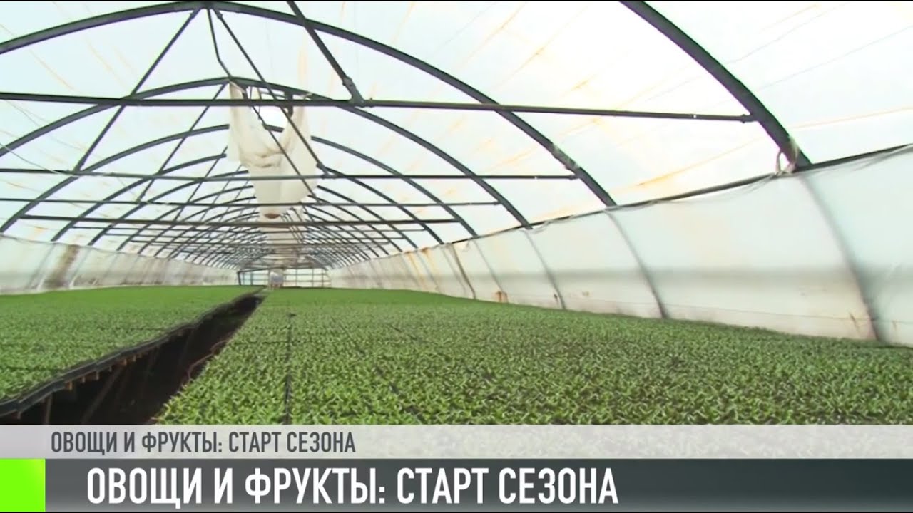 Приднестровские овощи и фрукты: старт сезона