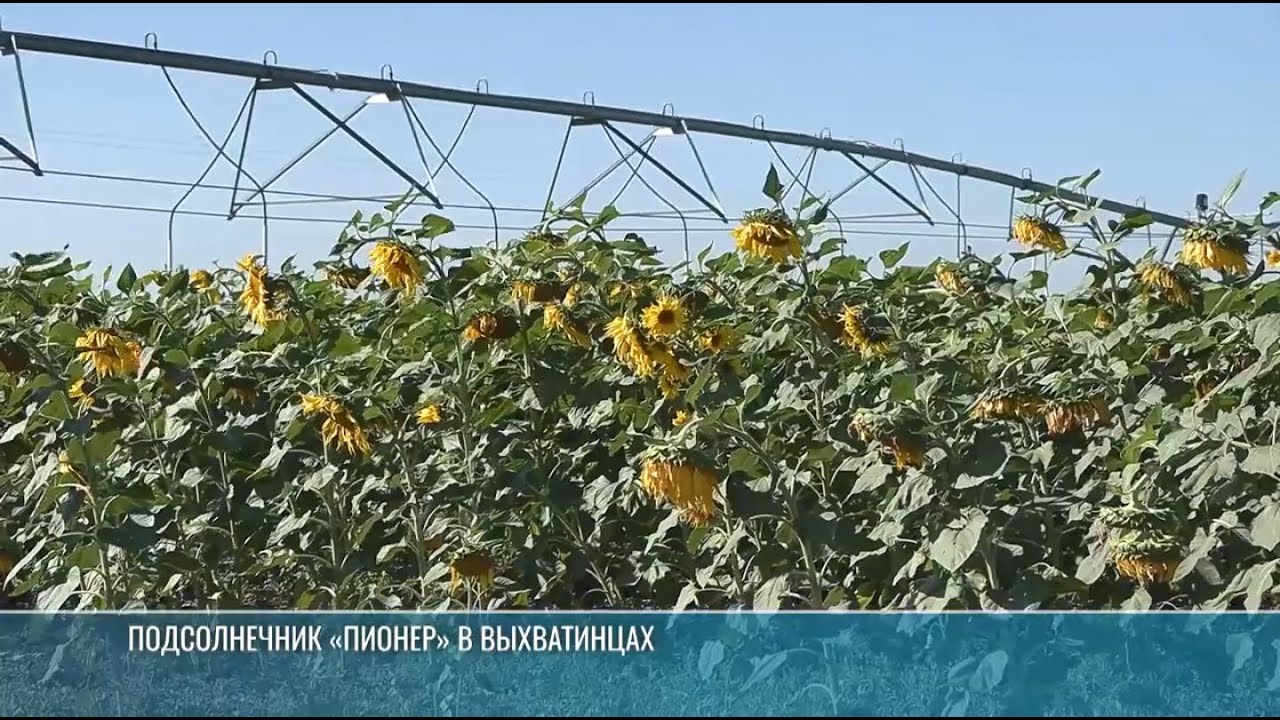 Сначала – масло, потом – халва: два урожая подсолнечника в селе Выхватинцы