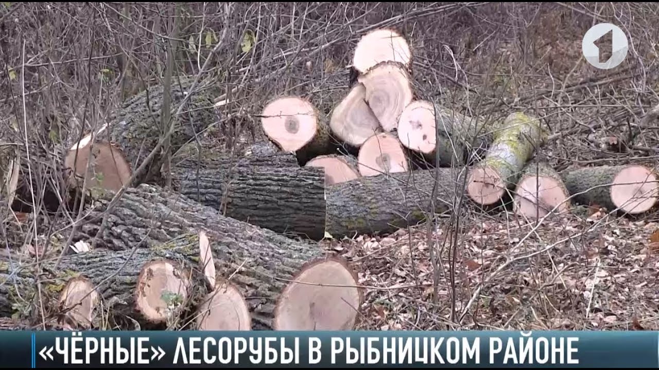 «Чёрные» лесорубы в Рыбницком районе