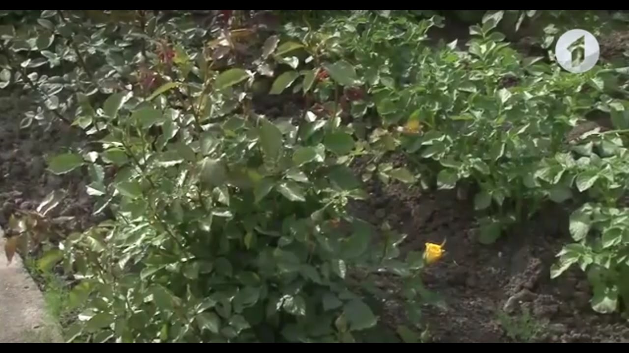 Получателей паевых выплат станет больше