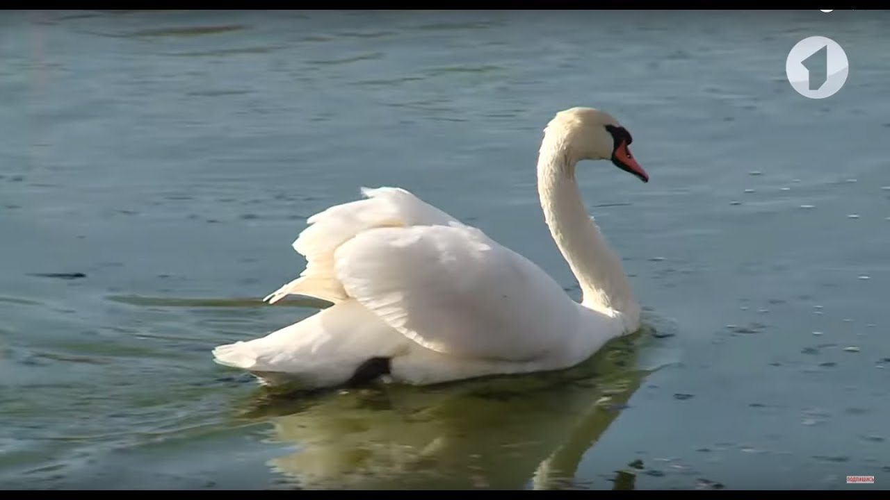 Лебеди в Тирасполе - птицами снова можно полюбоваться