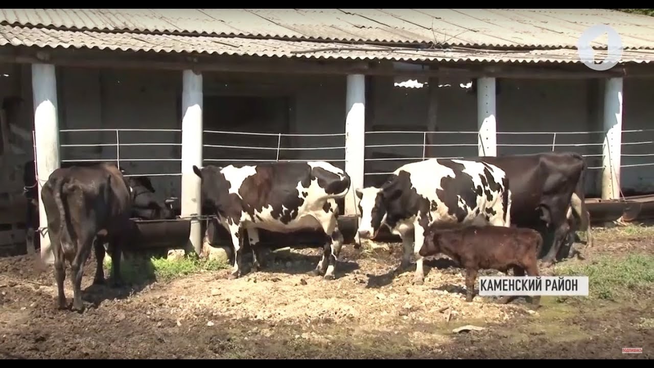 Перспективное животноводство в Приднестровье