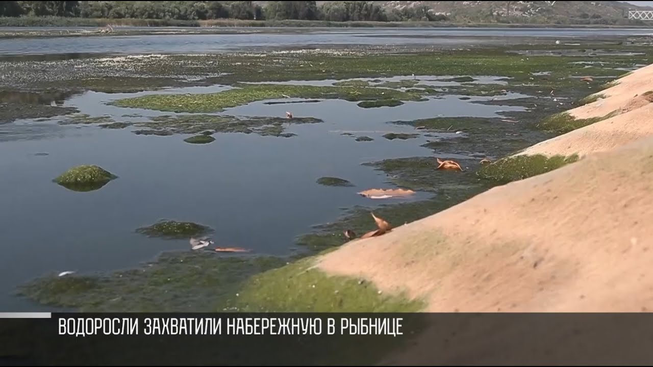 Днестр в Рыбнице захватили водоросли