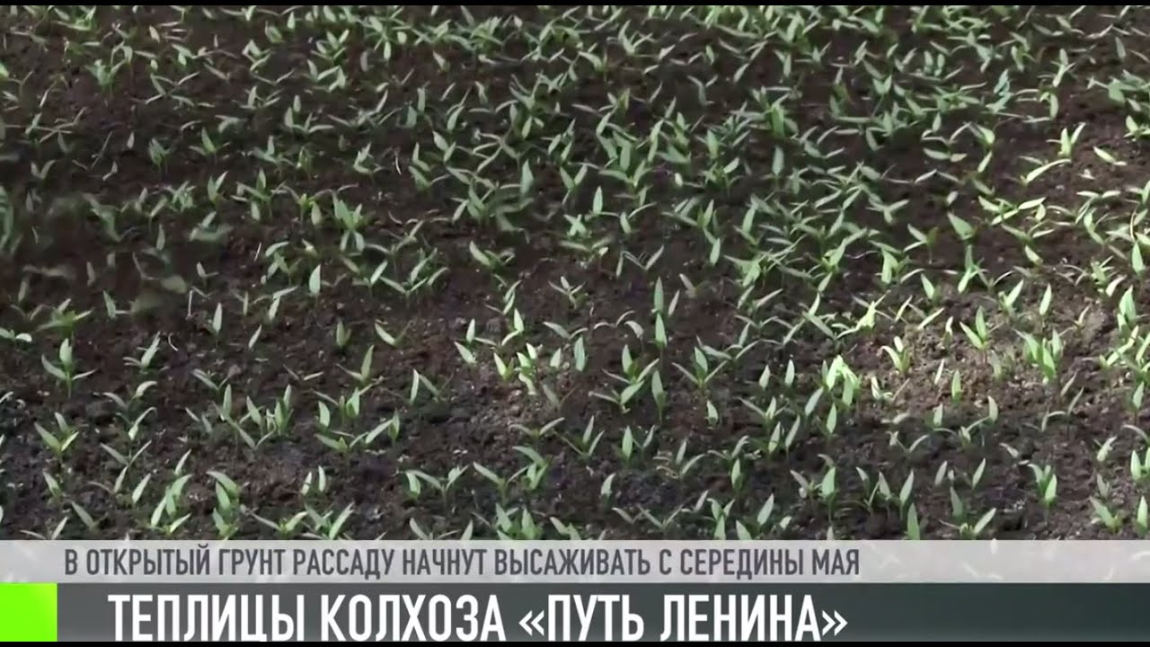 Теплицы колхоза «Путь Ленина»