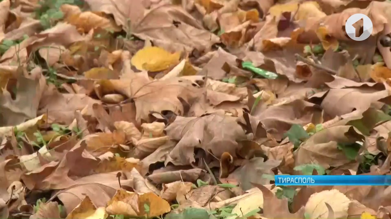 Рейды против поджигателей листвы продолжаются