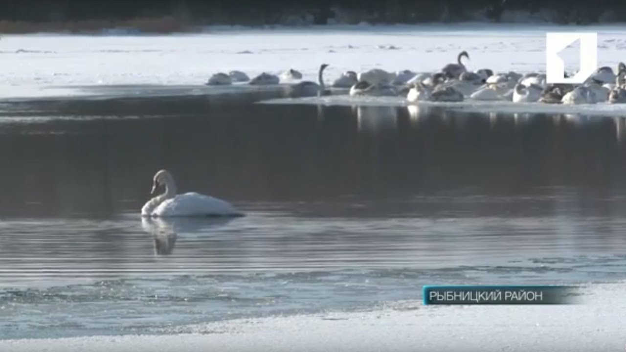 Стая лебедей на Днестре - под присмотром