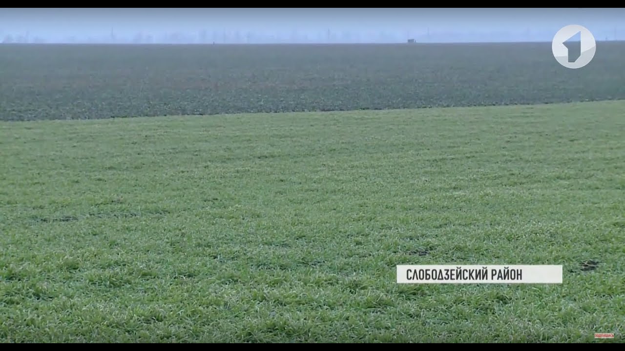 Как перезимовали пшеница и ячмень?