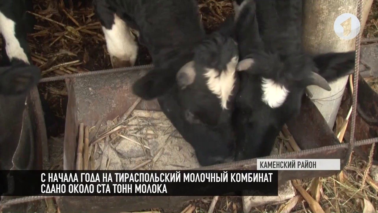 Поддержка для производителей молока