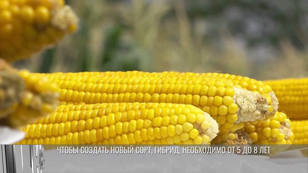 Селекционеры Приднестровья за 95 лет вывели 500 сортов и гибридов