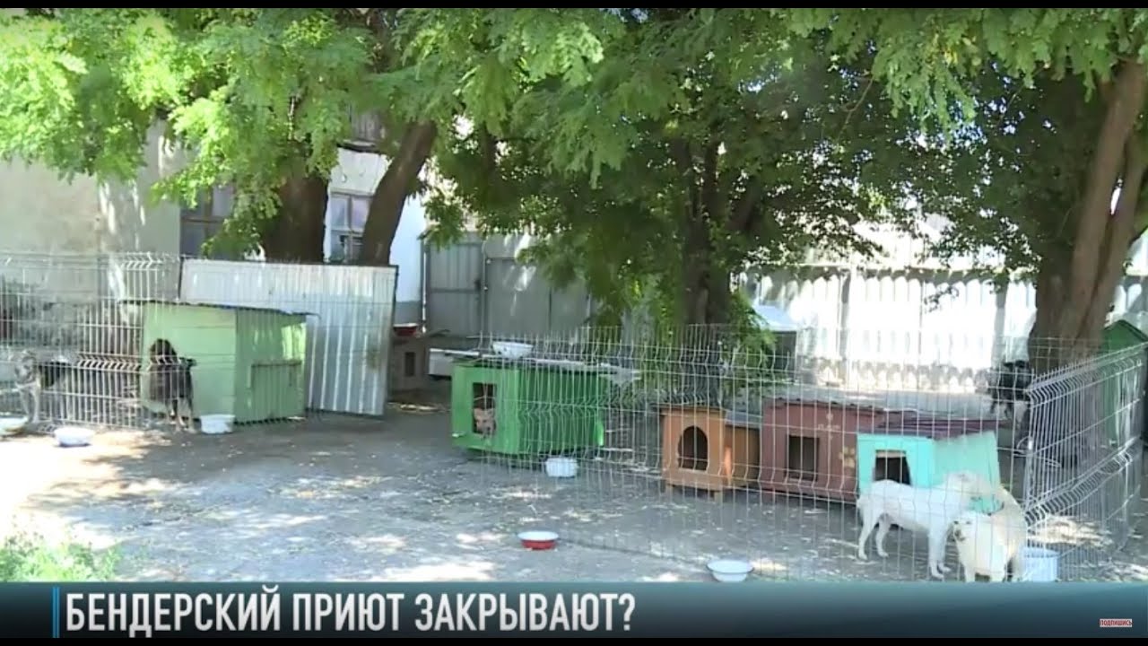 Бендерский приют для животных закрывают?