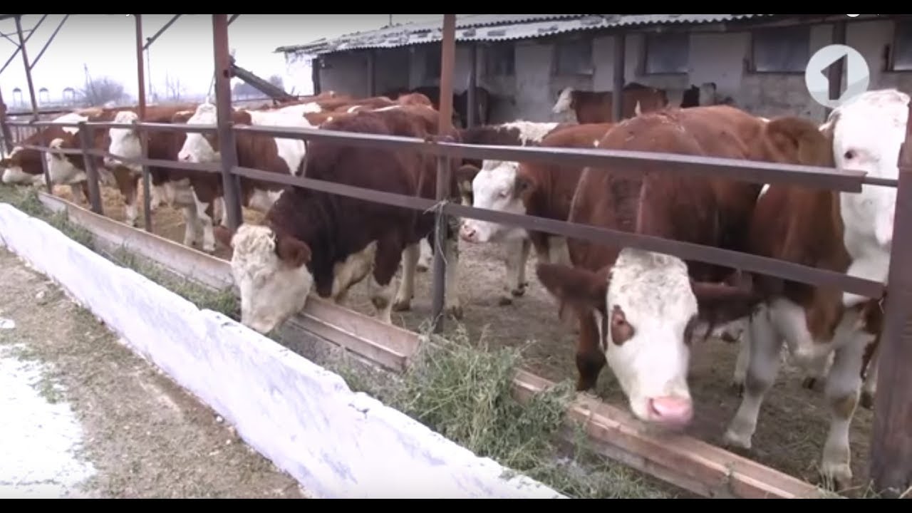 Господдержка как шанс на развитие молочной отрасли