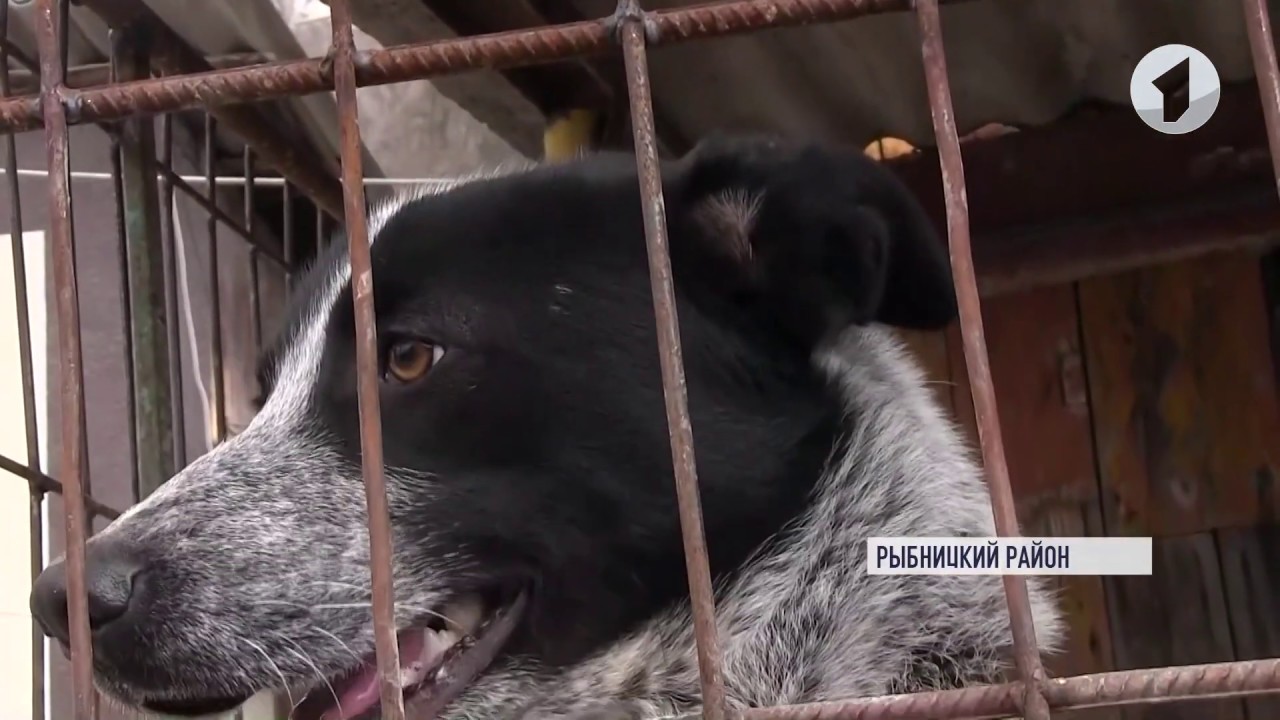 Как спасти домашнее животное от бешенства?