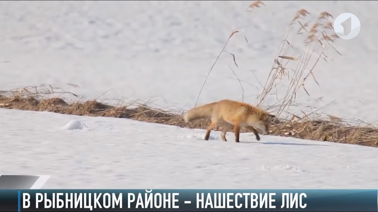 «Едят даже груши». Северное нашествие лис