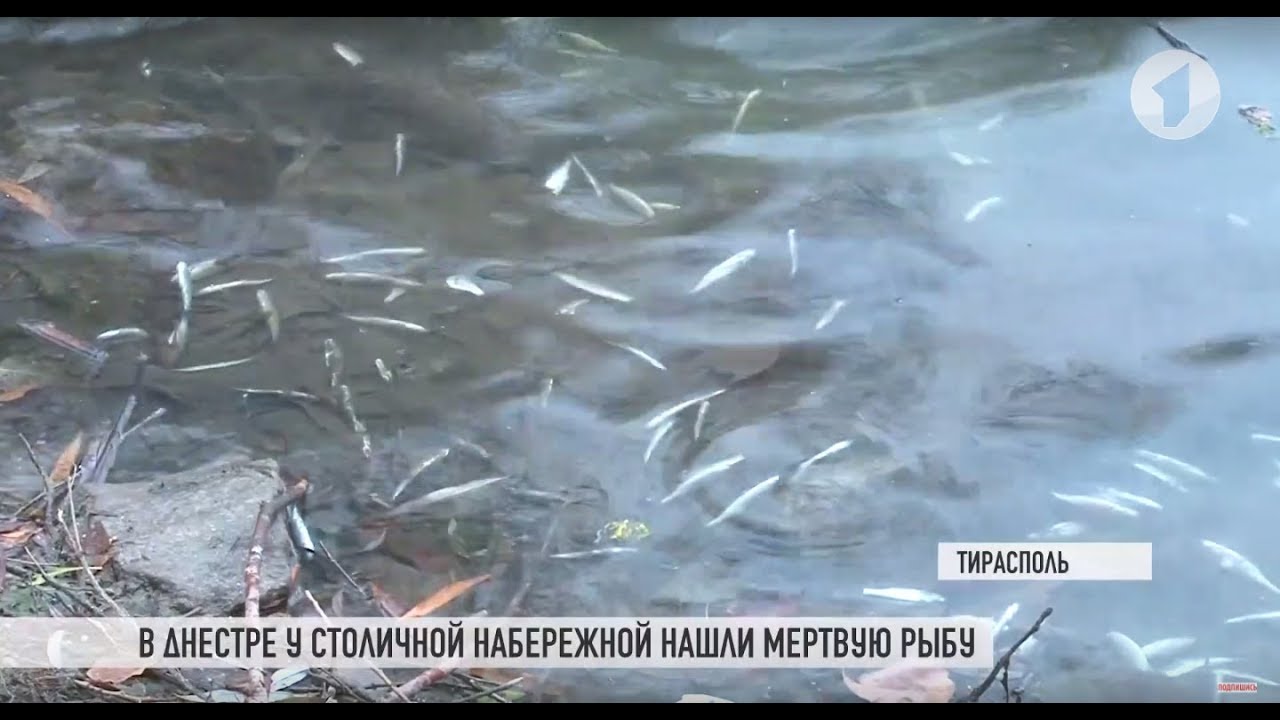 Мор рыбы: расследование продолжается