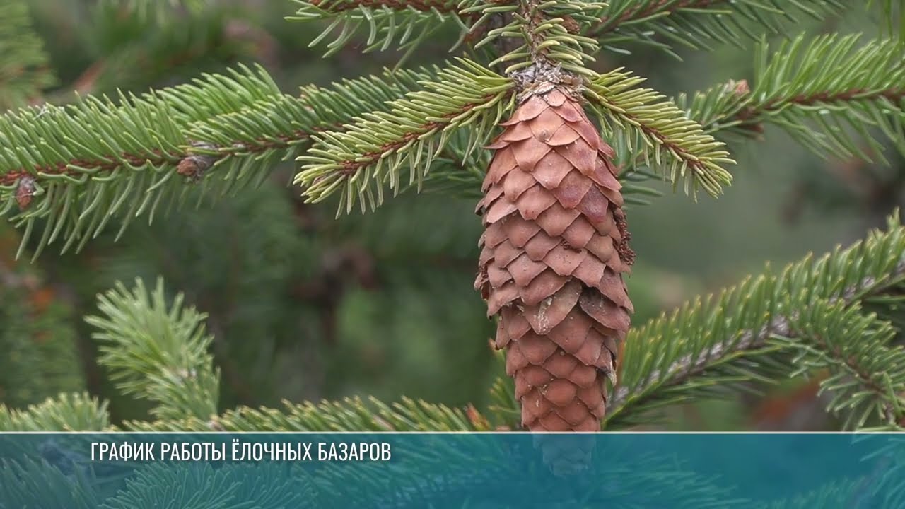 До Нового года – 6 дней. Где купить ёлку?