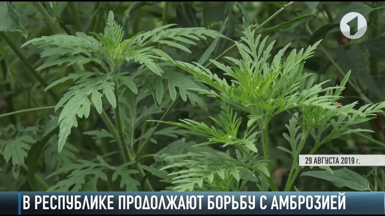 Борьба с амброзией: есть ли рецепты?