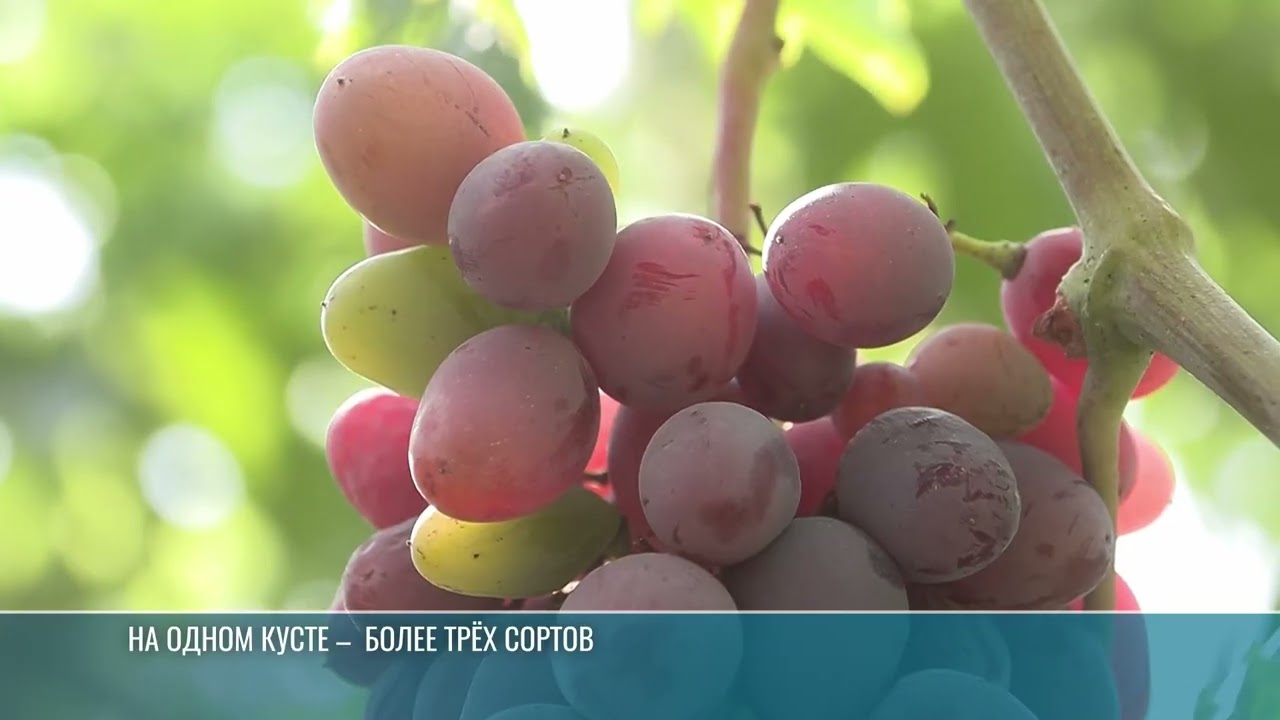 «Для рынка и души»: история виноградаря Андрея Смирнова из Слободзеи