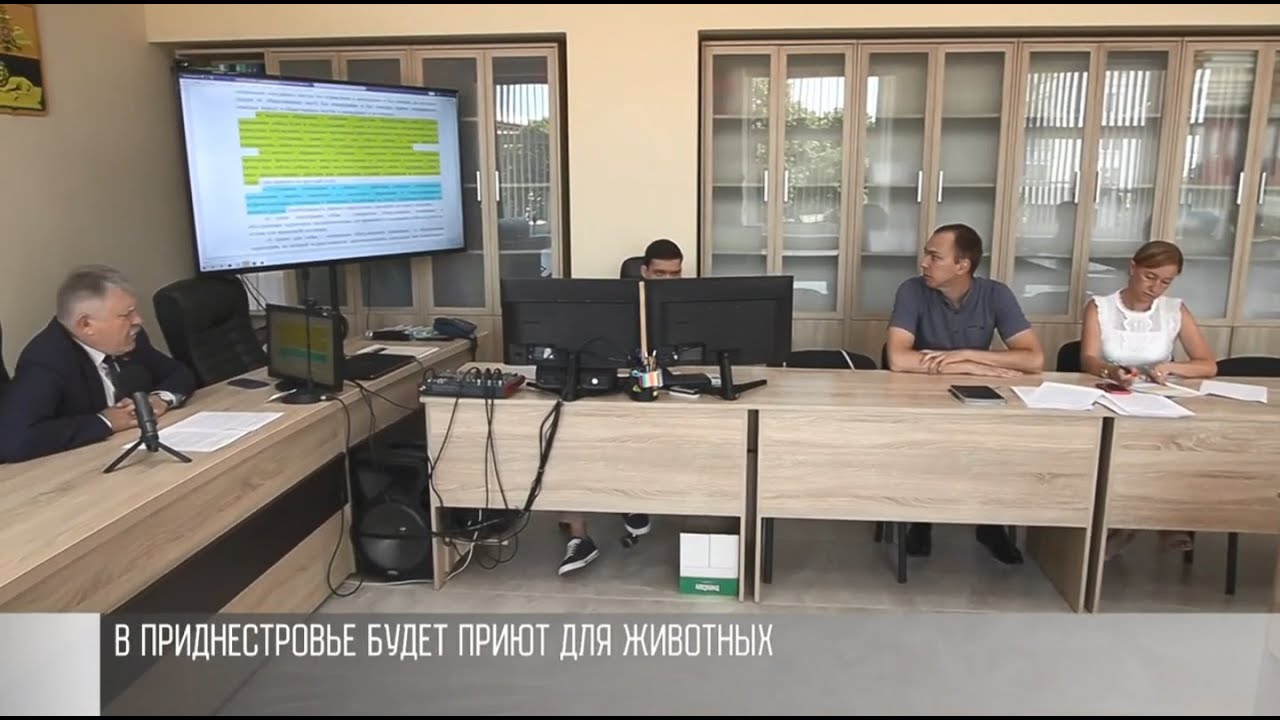 Бездомные животные: как решить проблему?