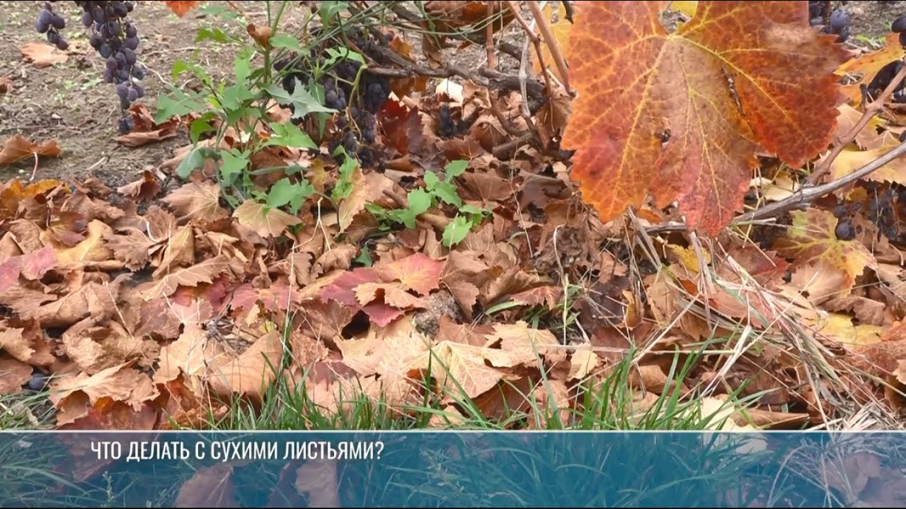 Житель Терновки делает удобрение из листьев и веток