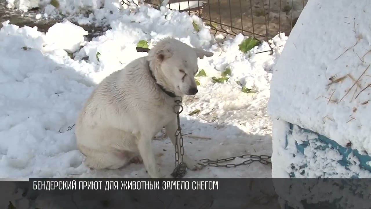 Приют для животных засыпало снегом