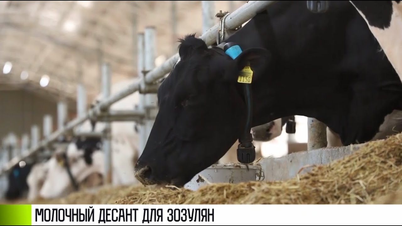 «Молочный» десант из Венгрии