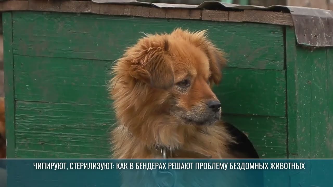 Чипируют, стерилизуют: как в Бендерах решают проблему бездомных животных