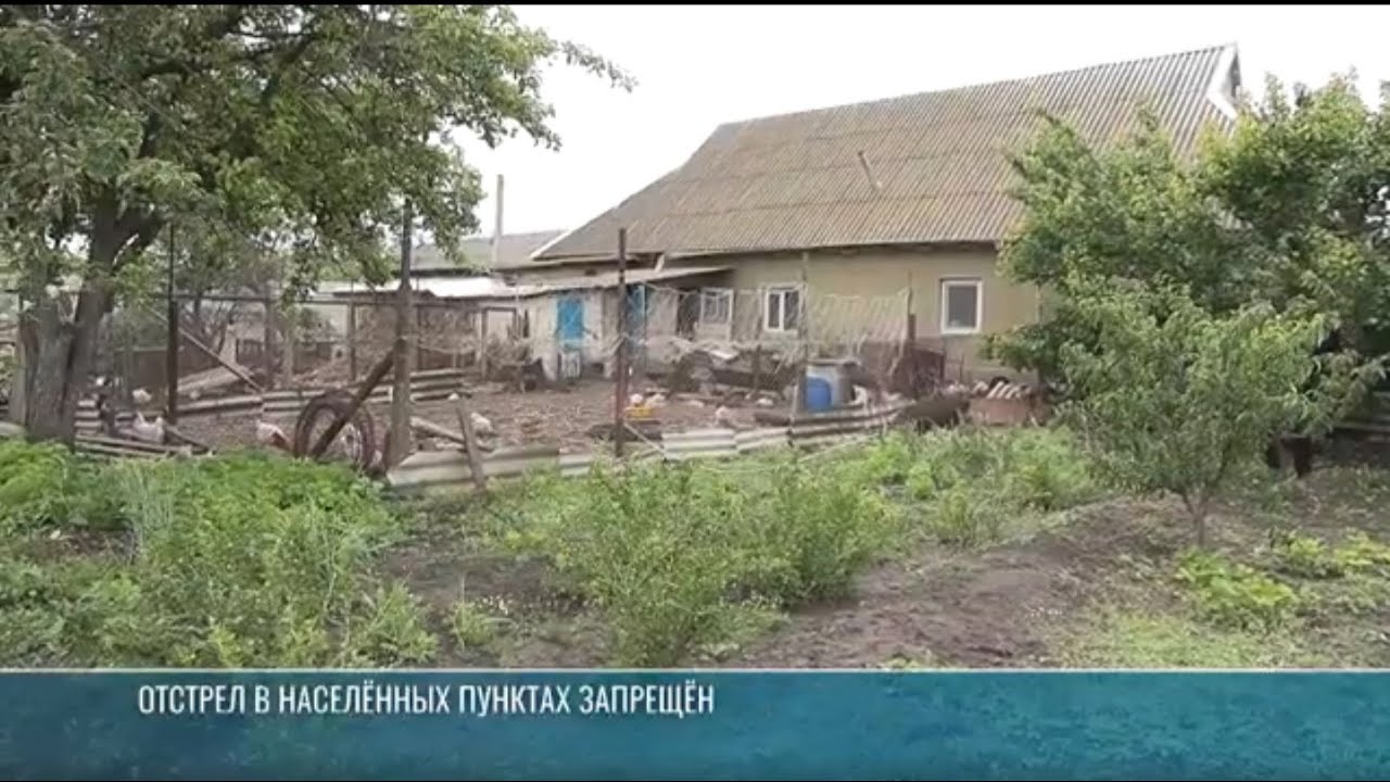 Нашествие лис. Где побывали «рыжие гости»