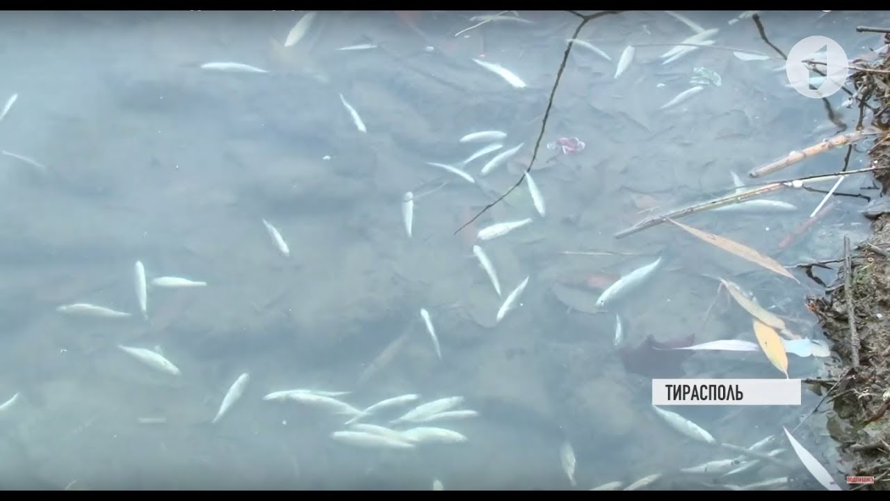 Мертвая рыба на набережной. Что это было?