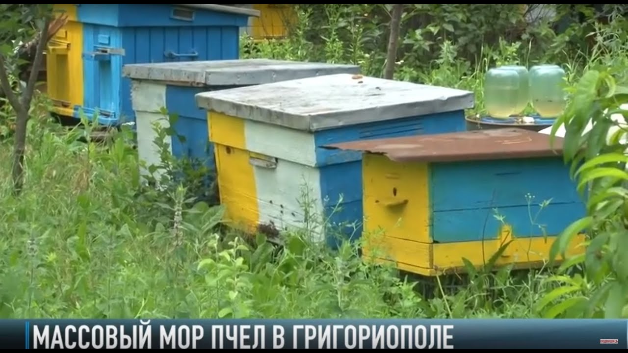 В Григориопольском районе – массовый мор пчёл