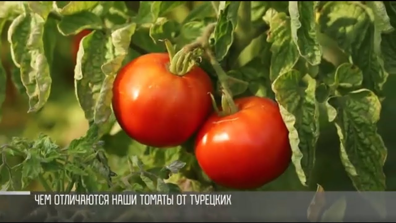 «Мичурины» из Суклеи, или где растёт томат «Пётр»