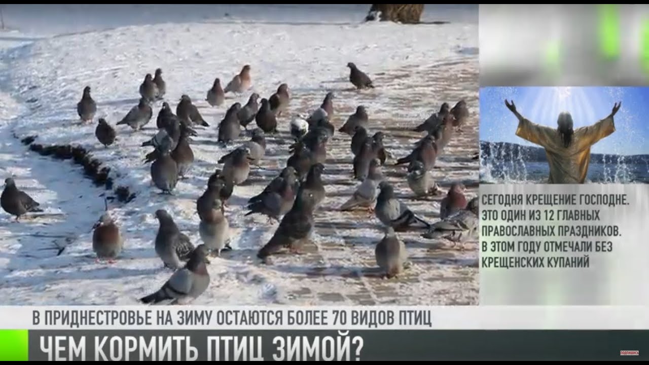 Кормить птиц зимой: как правильно?