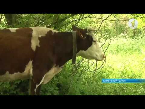 Повышение закупочных цен на молоко