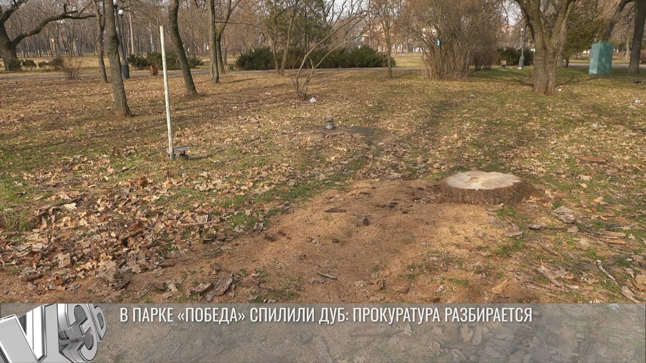В столичном парке «Победа» спилили дуб: прокуратура разбирается