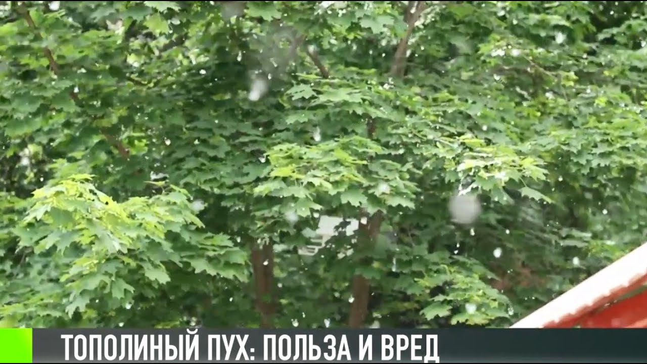 Тополиный пух: польза и вред