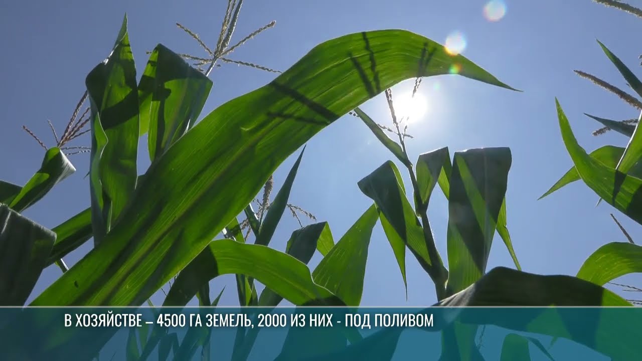 Кукурузе нужен ещё дождь: что будет с урожаем?