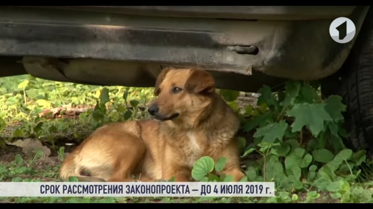 Отстреливать или стерилизовать? Проблема бездомных животных