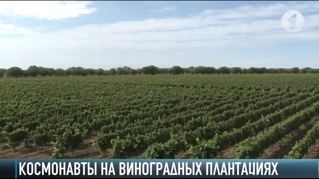 «Космическая экскурсия» по виноградным плантациям