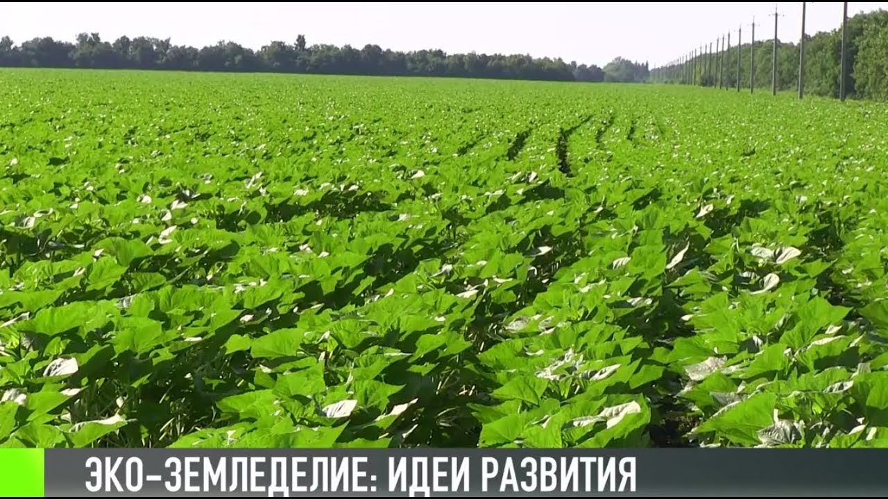 Эко-земледелие: идеи для Приднестровья