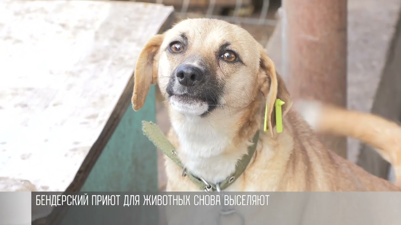 Бендерский приют для животных снова выселяют