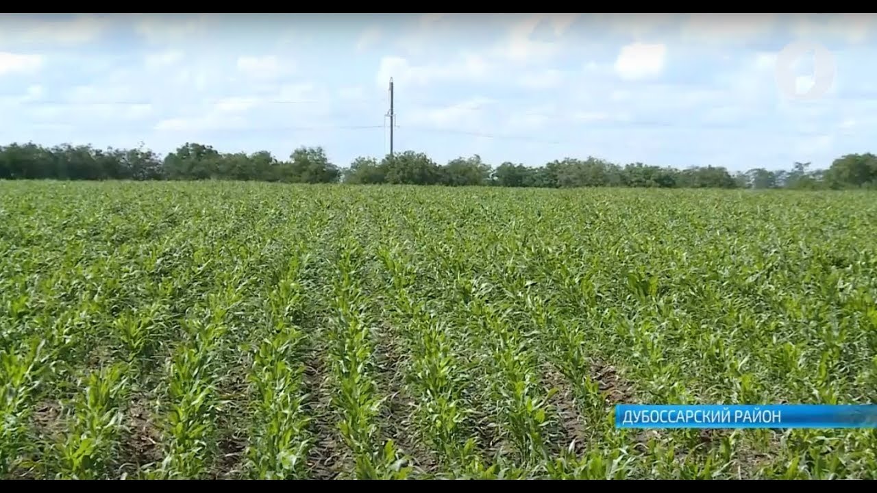 Аграрии подсчитывают убытки после дождей