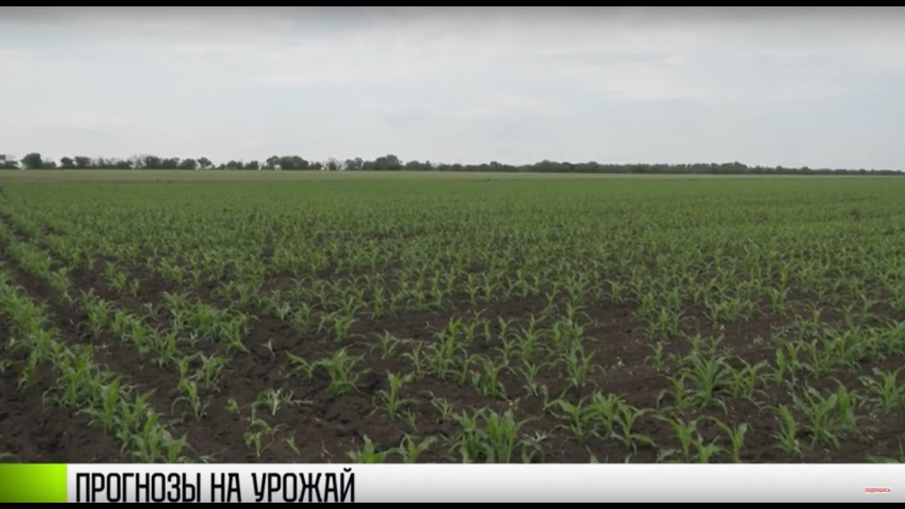 Аграрии об урожае пшеницы: «Меньше, чем в прошлом году»