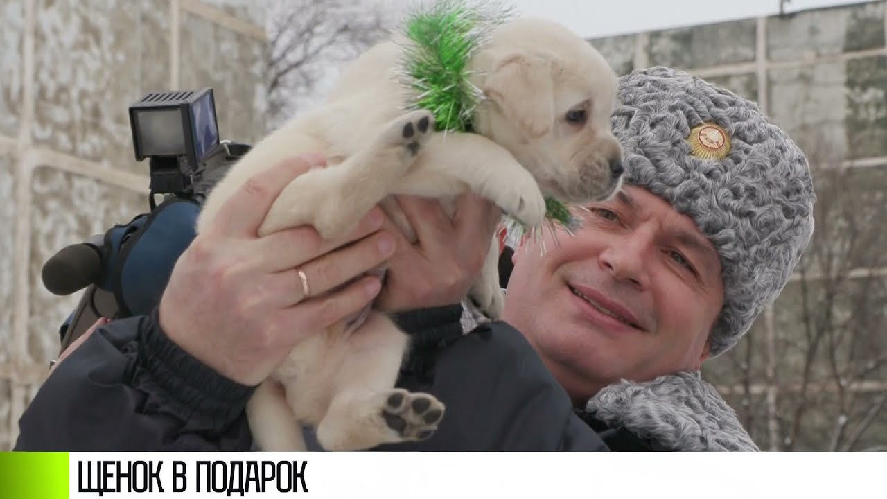 Щенок в подарок от Президента и МВД
