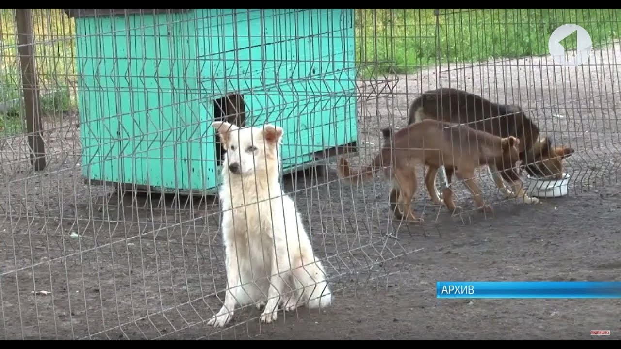 Почему в Бендерах не отдают собак?