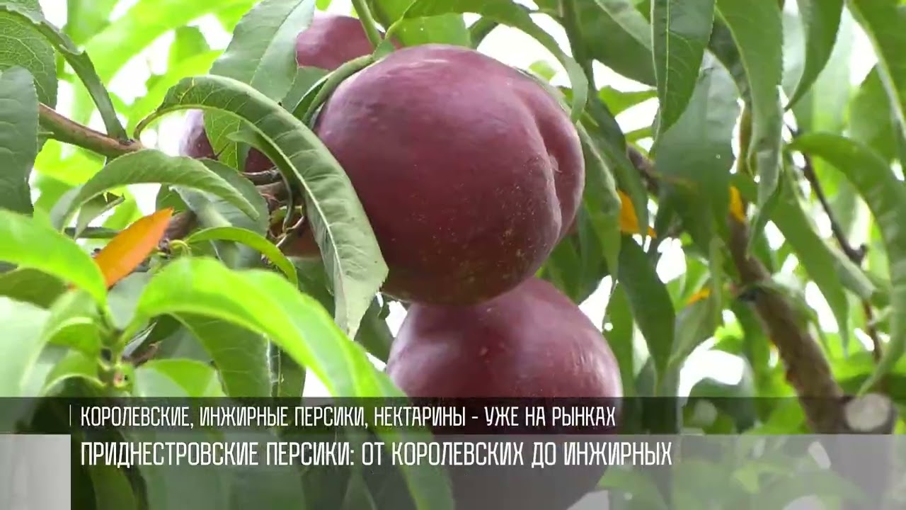 Приднестровские персики: от «Королевских» до «Биг Топ»