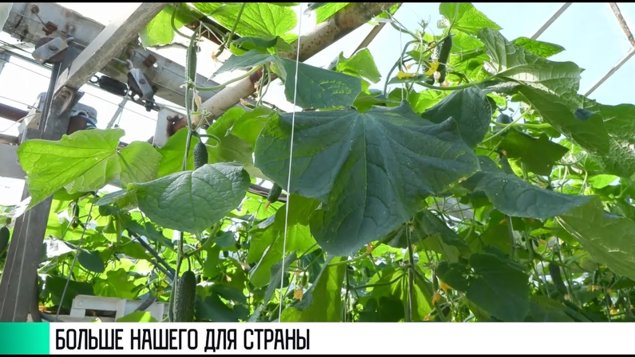 #КЭБ_Итоги. От мяса до овощей: больше нашего для страны